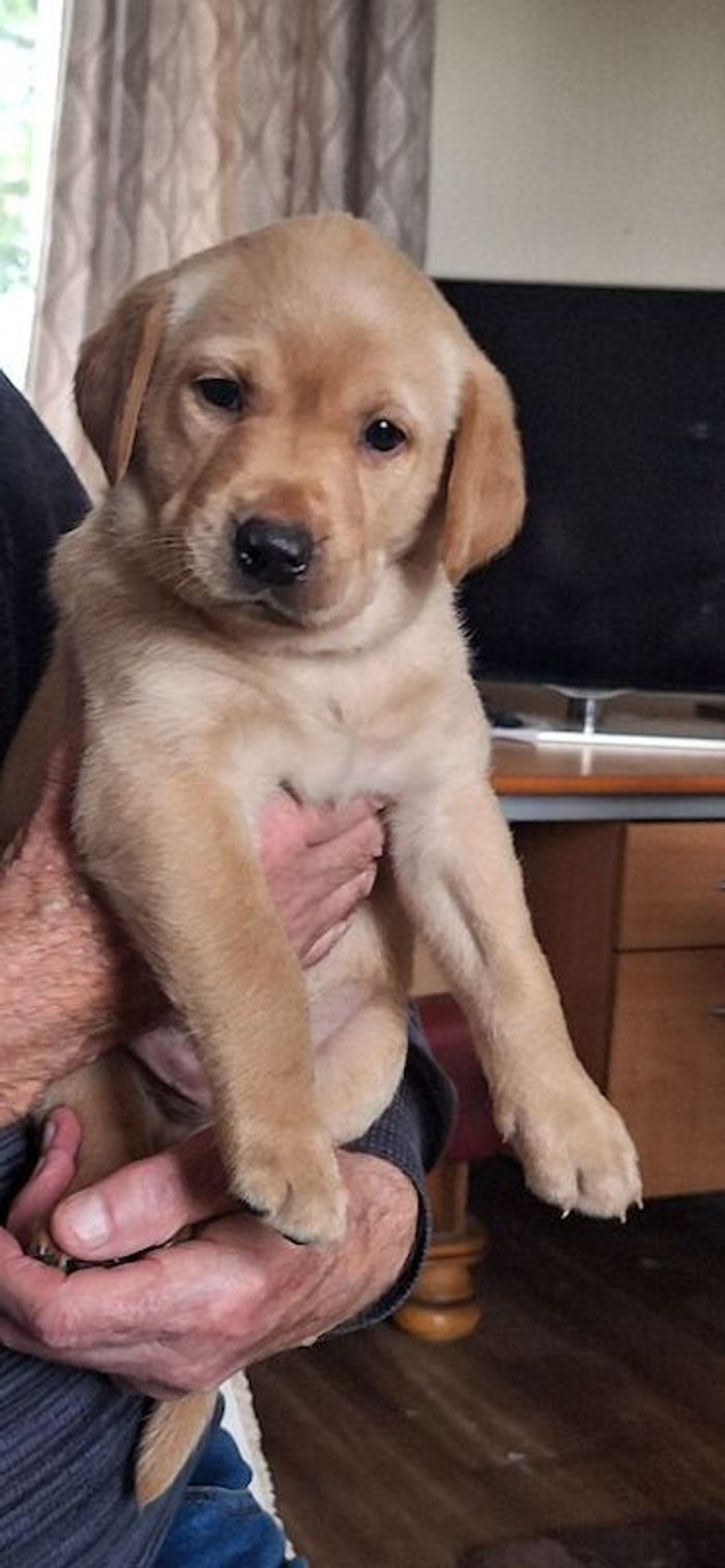 Labrador Pups..