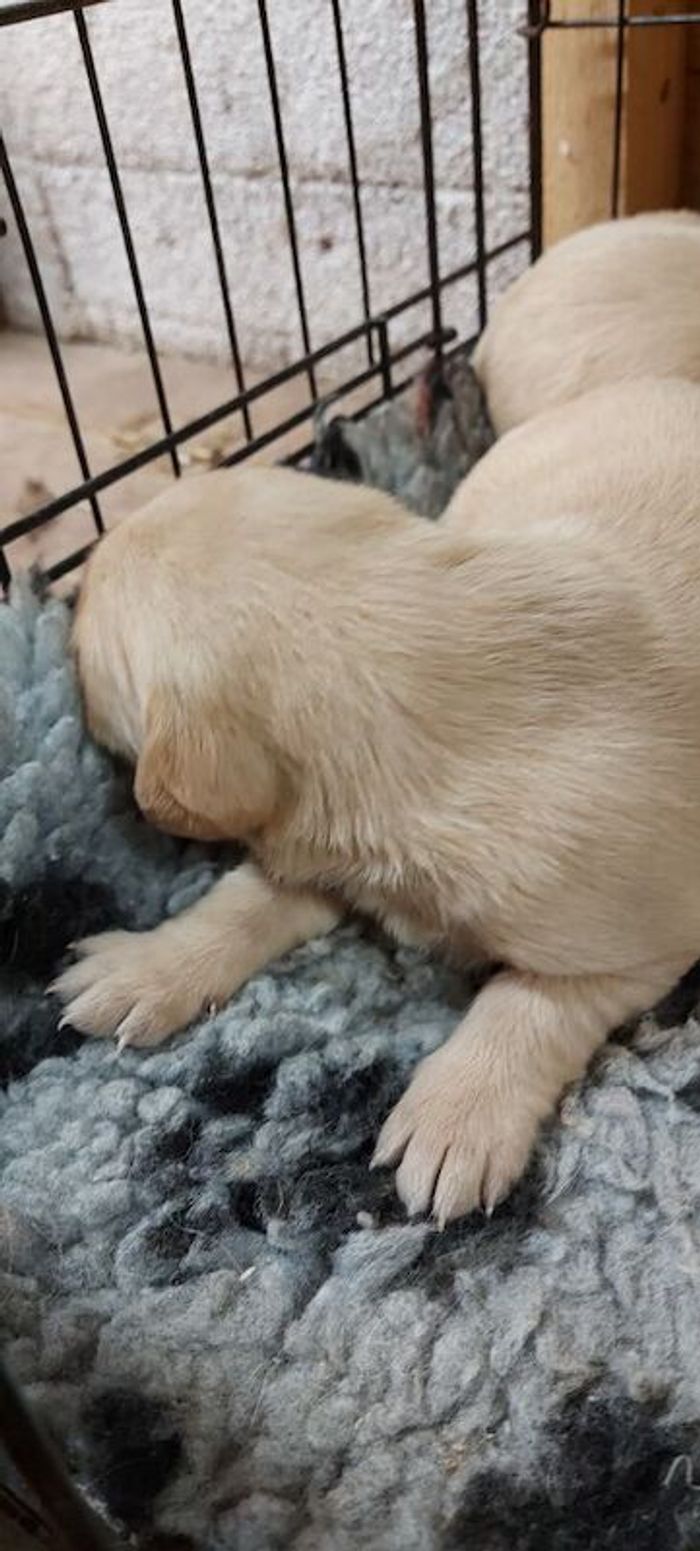Labrador pups
