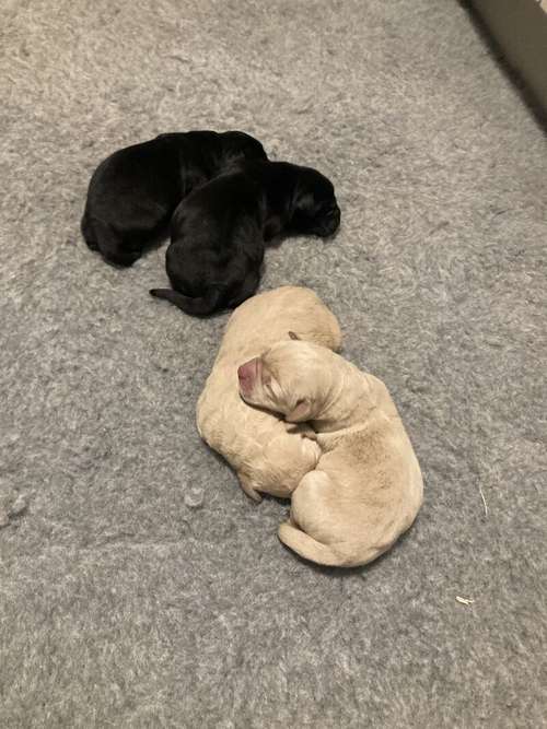 Labrador pups available 22nd December for sale in Worksop, Nottinghamshire