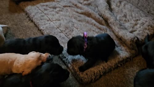 REDUCED NOW £700 ☆READY TO LEAVE NOW ☆Labrador Pups For Sale in Kilmarnock, East Ayrshire