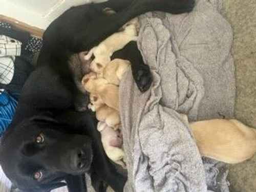 Labrador pups for sale in Sheffield, South Yorkshire