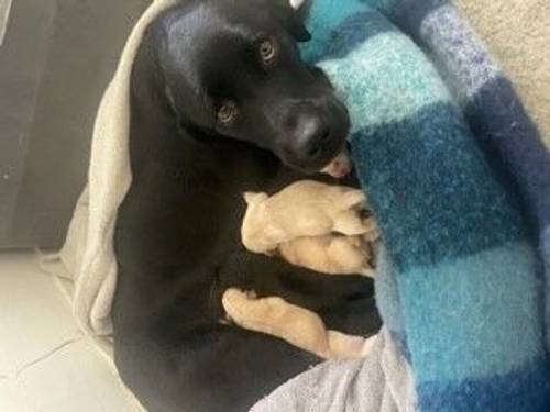 Labrador pups for sale in Sheffield, South Yorkshire - Image 2