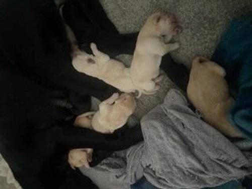 Labrador pups for sale in Sheffield, South Yorkshire - Image 3