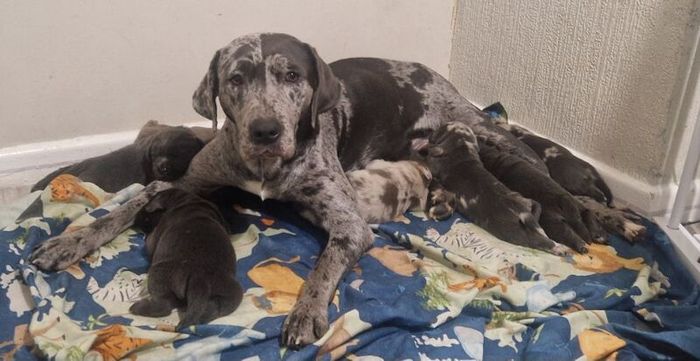 Labrador Retriever puppies for sale in Walsall, West Midlands – 3 weeks old