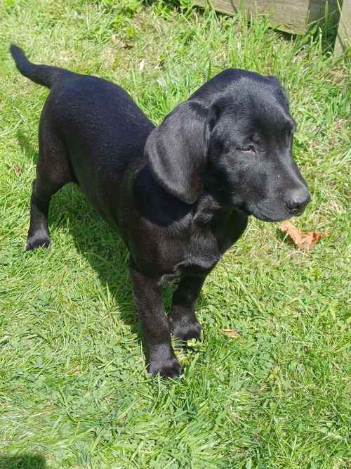 Labrador pups of Extensively Health Tedted parentd for sale in Girvan, South Ayrshire