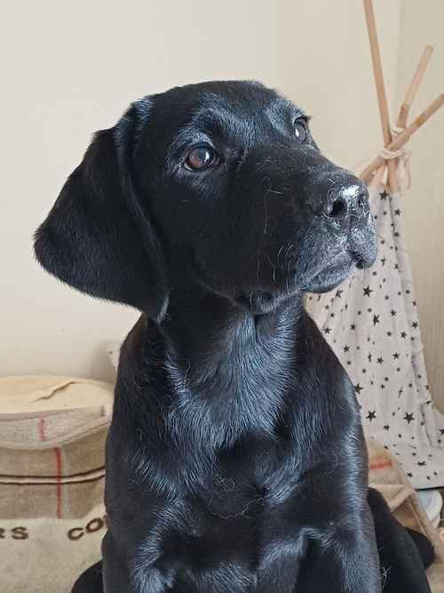Labrador pups of Extensively Health Tedted parentd for sale in Girvan, South Ayrshire
