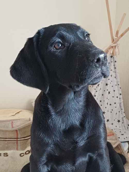 Labrador pups of Extensively Health Testedd parentd for sale in Girvan, South Ayrshire