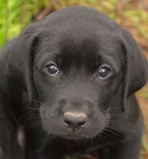 Labrador Pups for sale in Ilkley, West Yorkshire