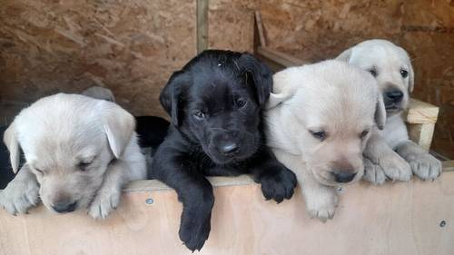 Labrador Pups for sale in Ilkley, West Yorkshire - Image 2