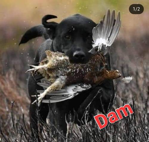 Labrador Pups for sale in Ilkley, West Yorkshire - Image 3