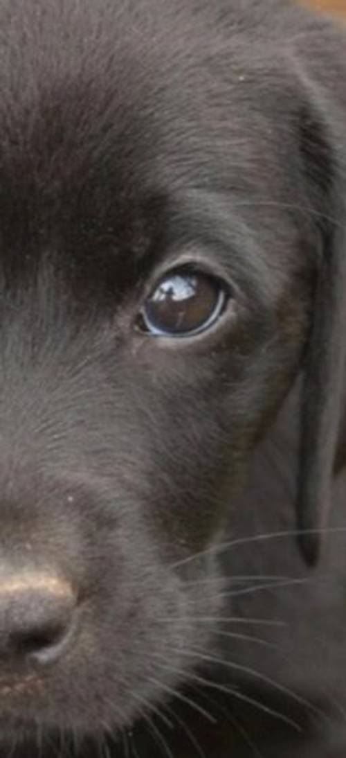 Labrador Pups for sale in Ilkley, West Yorkshire - Image 5