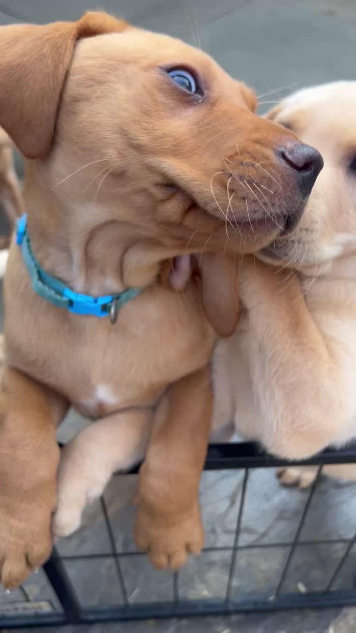 Labrador Retriever puppies for sale in Tilbury, Essex – KC registered, 4 months old