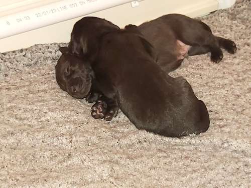 Labrador retreivers KC reg. Fullly health tested Dam and Sire FTCH lines COI 6% for sale in Deal, Kent