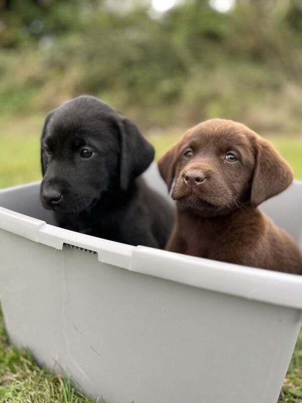 Labrador Retriever For Sale in Bedford, Bedfordshire