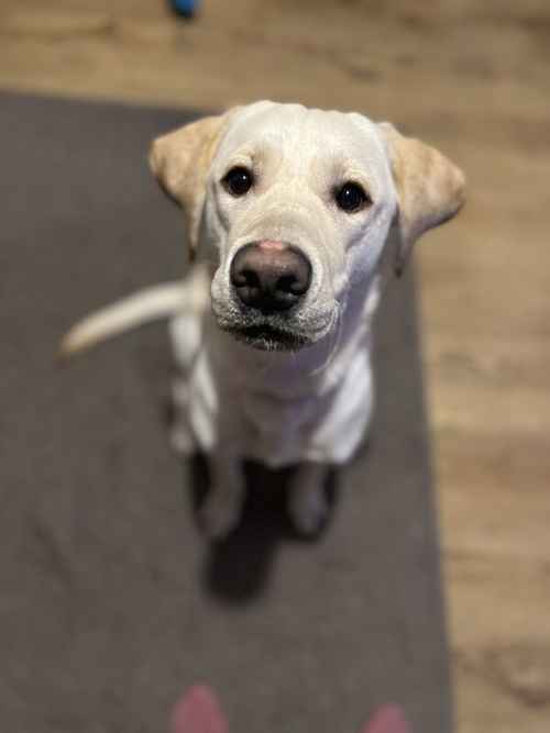 Labrador Retriever for sale in Hartcliffe, Bristol