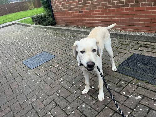 Labrador Retriever for sale in Hartcliffe, Bristol - Image 5