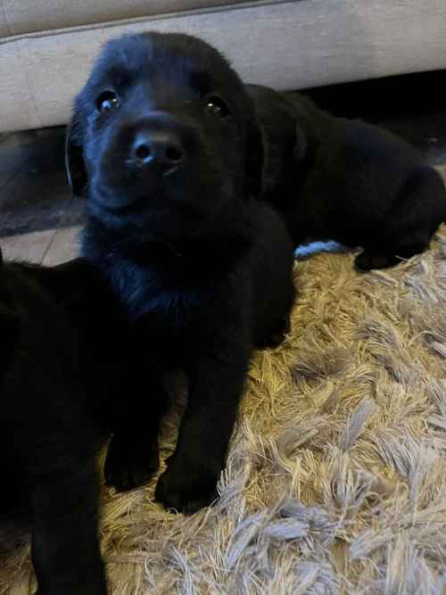 Labrador retriever for sale in Darlington, County Durham