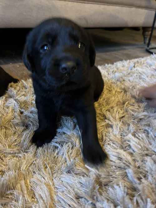 Labrador retriever for sale in Darlington, County Durham