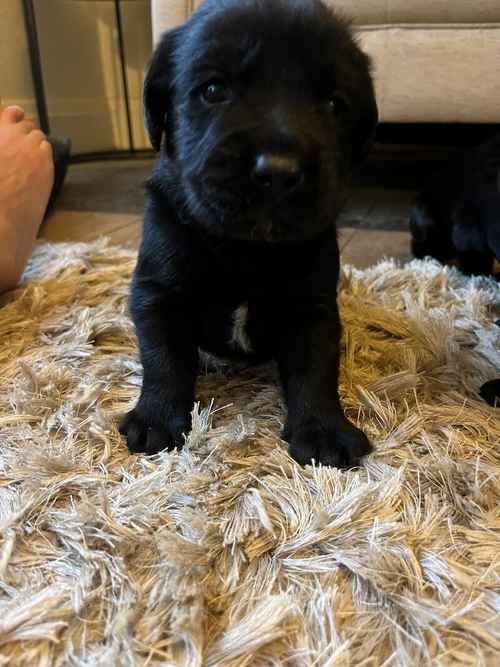 Labrador retriever for sale in Darlington, County Durham