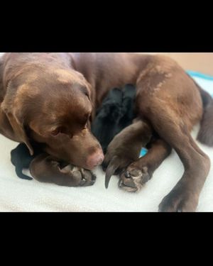 Labrador retriever for sale in Darlington, County Durham | Image 3