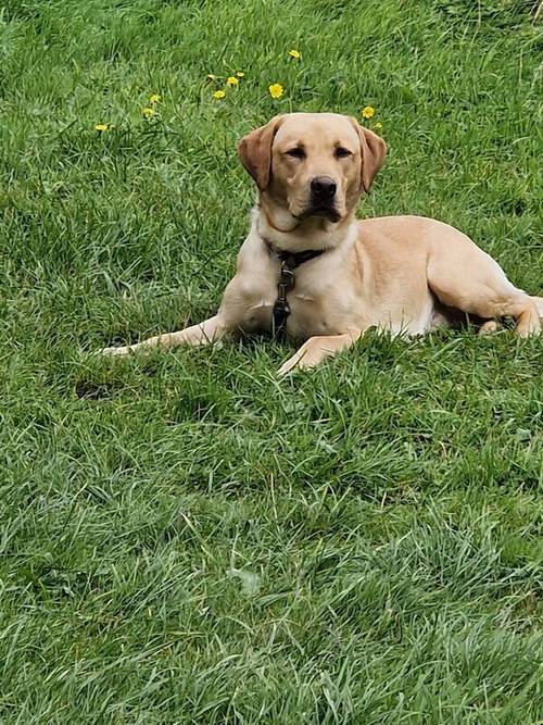 Labrador retriever for sale in Hemsworth, West Yorkshire - Image 1