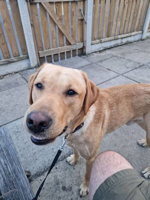 Labrador retriever for sale in Hemsworth, West Yorkshire - Image 2