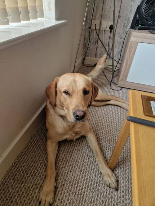 Labrador retriever for sale in Hemsworth, West Yorkshire - Image 4