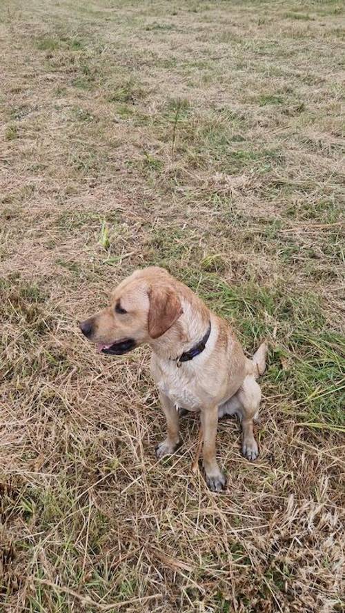 Labrador retriever for sale in Hemsworth, West Yorkshire - Image 5