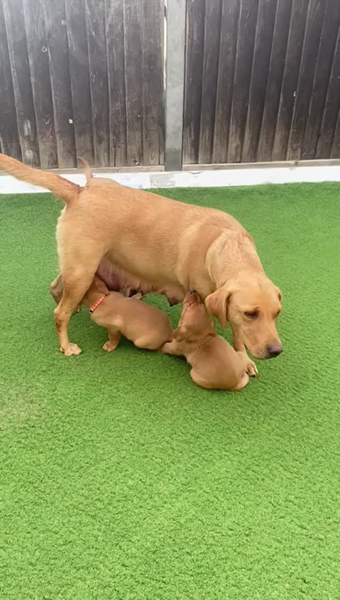 Labrador Retriever puppies for sale in Southend-on-Sea, Essex – KC registered, 5 weeks old