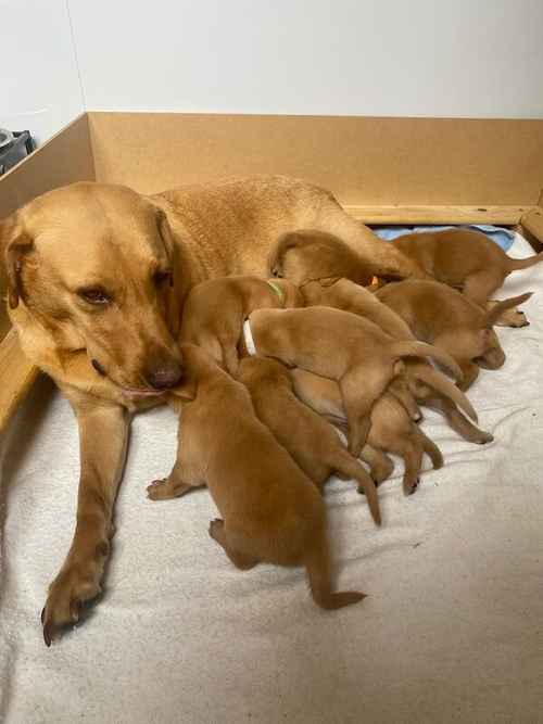 Labrador Retriever Fox Red Puppies for sale in Southend-on-Sea, Essex