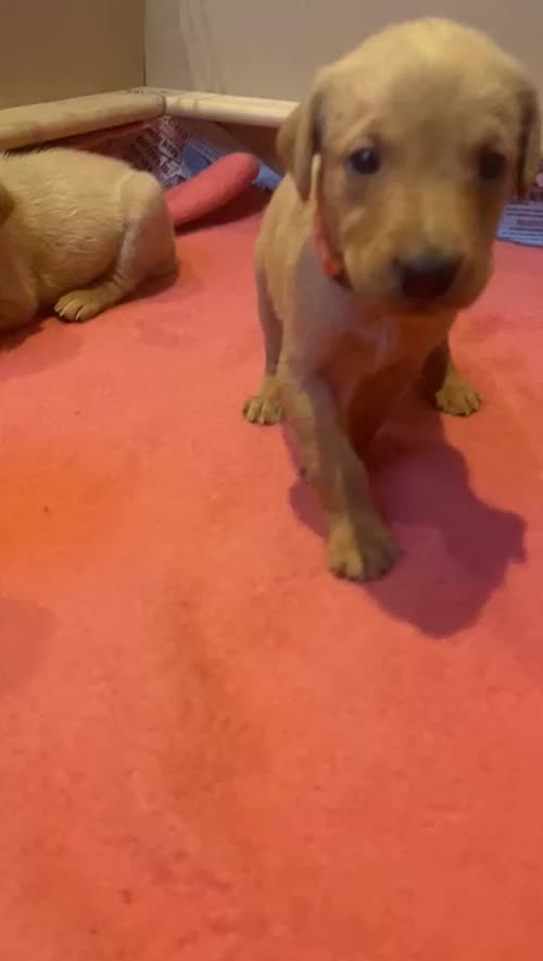 Labrador Retriever Fox Red Puppies for sale in Southend-on-Sea, Essex