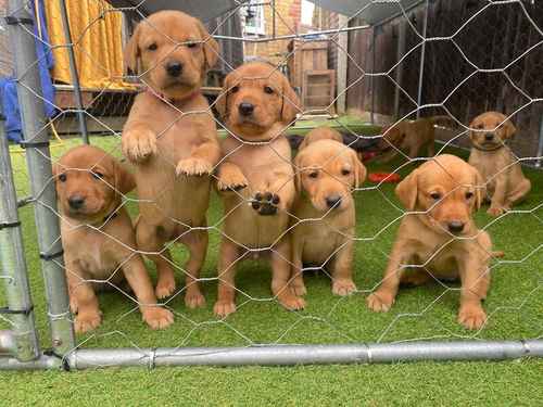 Labrador Retriever Fox Red Puppies KC Registered for sale in Southend-on-Sea, Essex