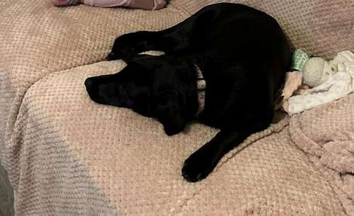 Labrador retriever looking for new home for sale in Great Clacton, Essex