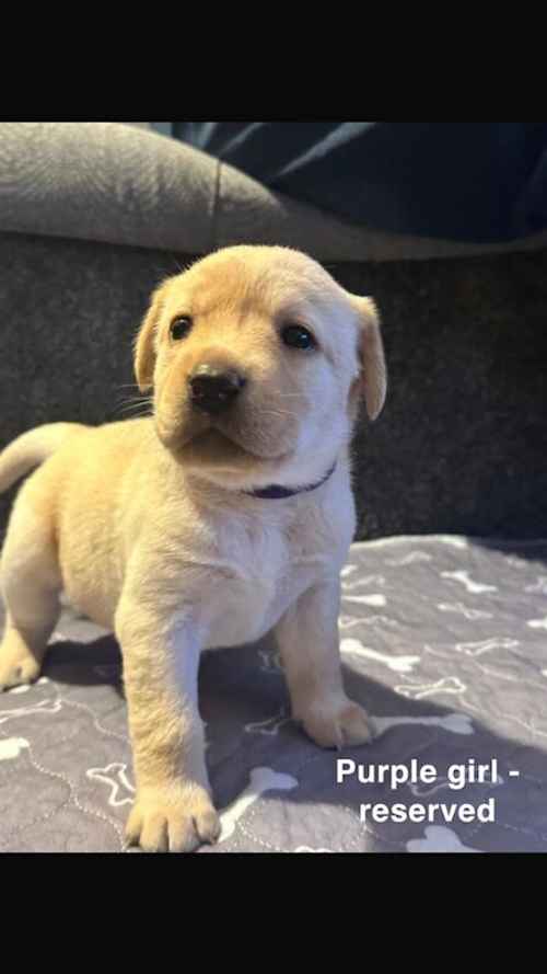 Labrador retriever pedigree KC registered pups for sale in Oban, Argyll and Bute