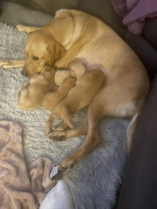 Labrador retriever puppies for sale in Bracknell, Berkshire - Image 5