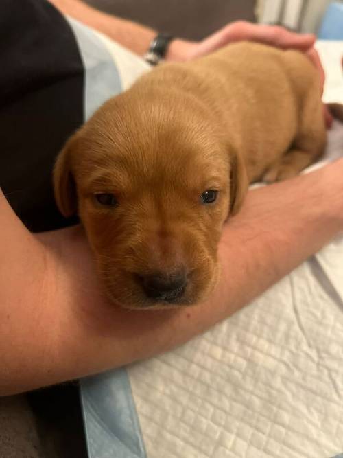 Labrador retriever puppies for sale in Bracknell, Berkshire - Image 9