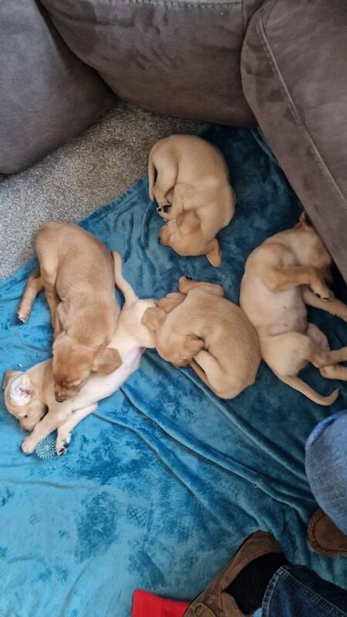 Labrador retriever puppies for sale in Bracknell, Berkshire - Image 7