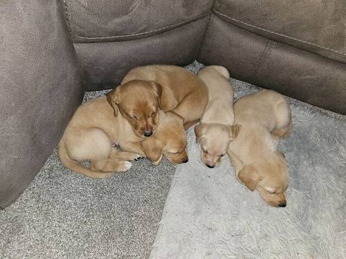 Labrador retriever puppies for sale in Bracknell, Berkshire - Image 14