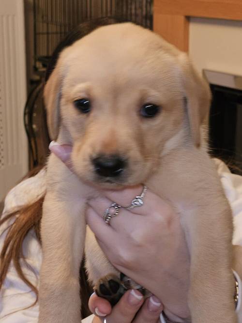 Labrador retriever puppies for sale in Bracknell, Berkshire - Image 15