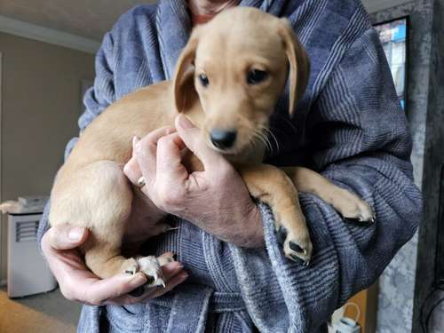 Labrador retriever puppies for sale in Bracknell, Berkshire 