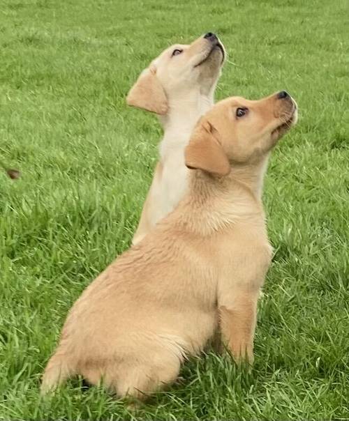 Labrador Retriever puppies for sale in Bryngwran, Isle of Anglesey - Image 1