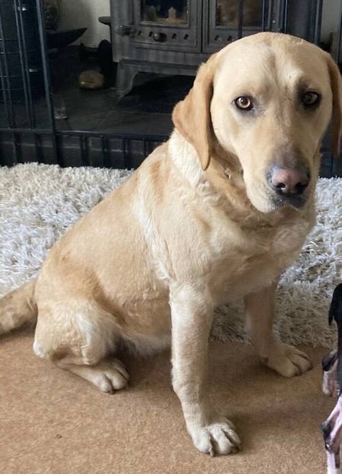 Labrador Retriever puppies for sale in Bryngwran, Isle of Anglesey - Image 4