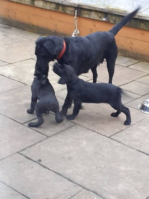 Labrador retriever puppies for sale in Winsford, Cheshire - Image 2