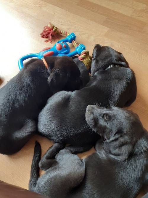 Labrador retriever puppies for sale in Winsford, Cheshire - Image 7