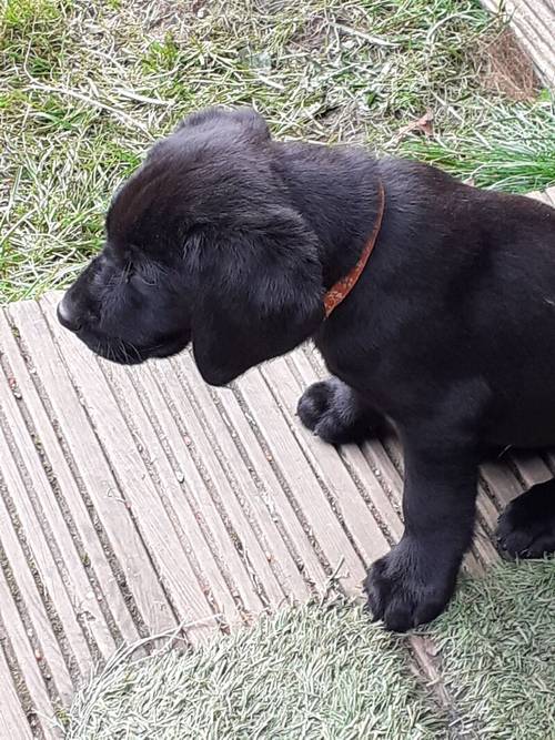 Labrador retriever puppies for sale in Winsford, Cheshire - Image 8