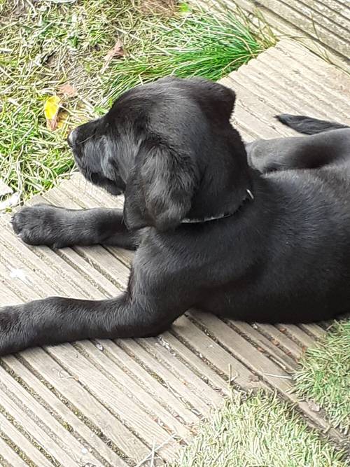 Labrador retriever puppies for sale in Winsford, Cheshire - Image 9