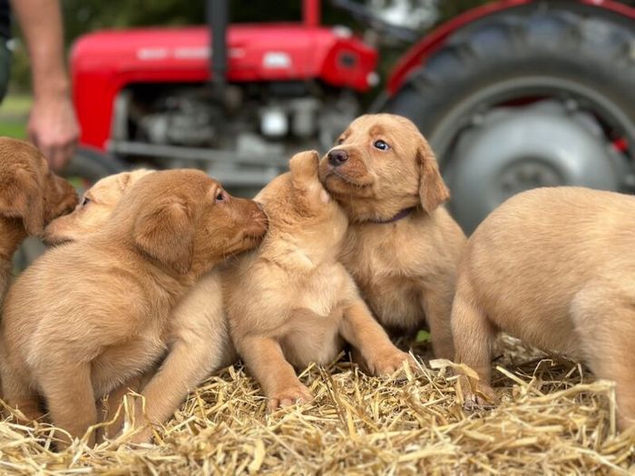 Labrador Retriever puppies for sale in Helensburgh, Dunbartonshire – KC registered, 5 weeks old - Image 3 of 15