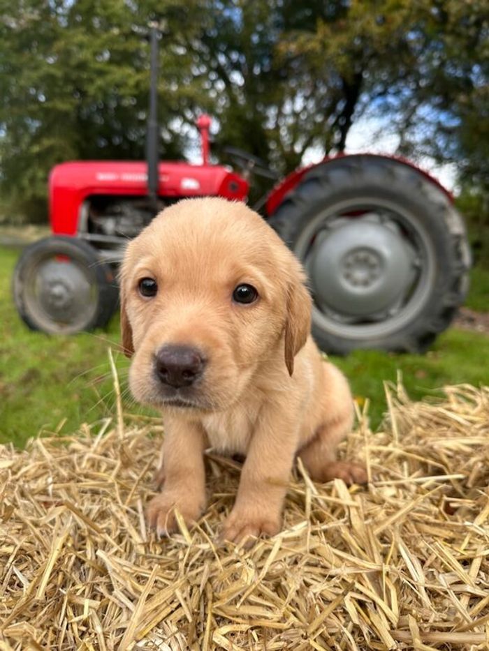 Labrador Retriever puppies for sale in Helensburgh, Dunbartonshire – KC registered, 5 weeks old - Image 7 of 15