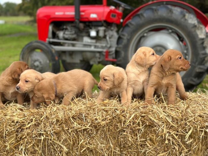 Labrador Retriever puppies for sale in Helensburgh, Dunbartonshire – KC registered, 5 weeks old - Image 8 of 15