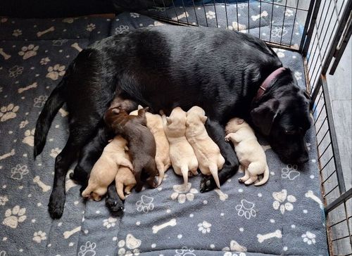 Labrador retriever puppies for sale in Swadlincote, Derbyshire